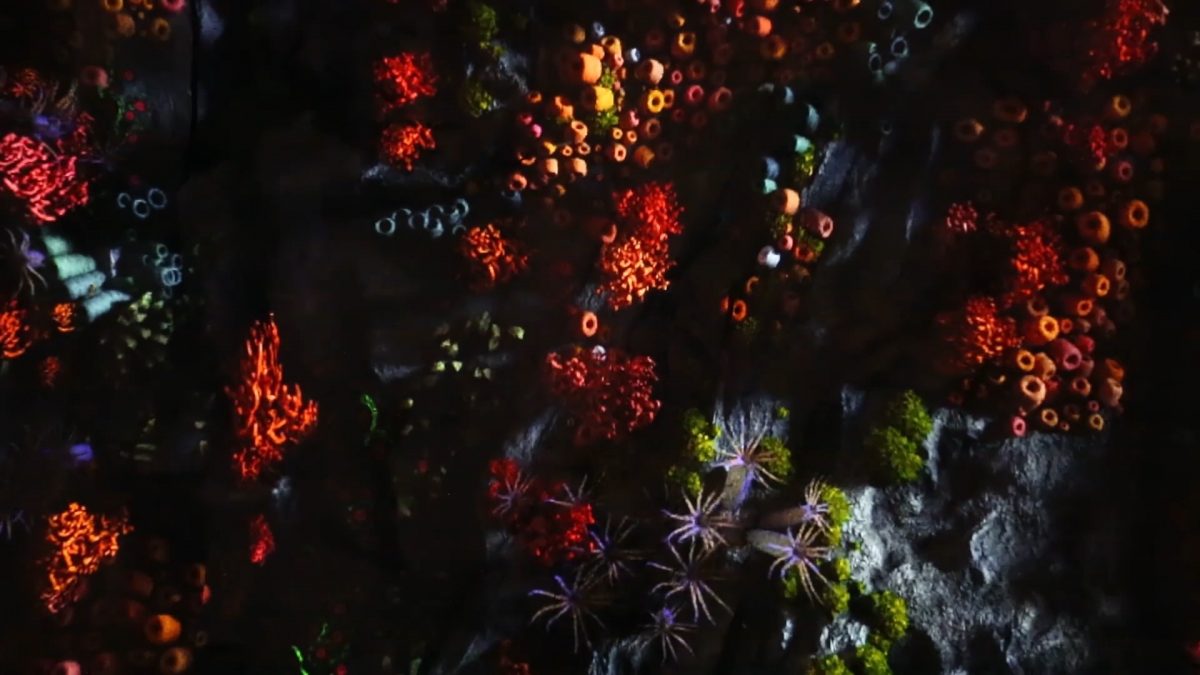 Tigrelab_Coral_Installation_10