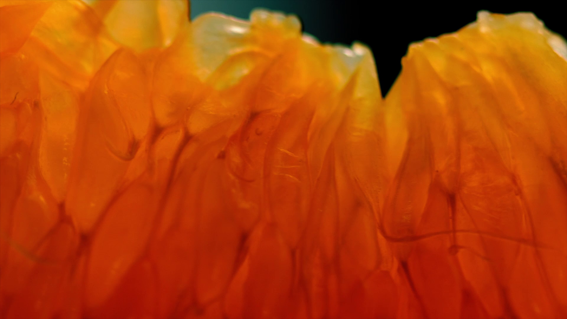 Tigrelab_Macallan_Classic_Cut_06